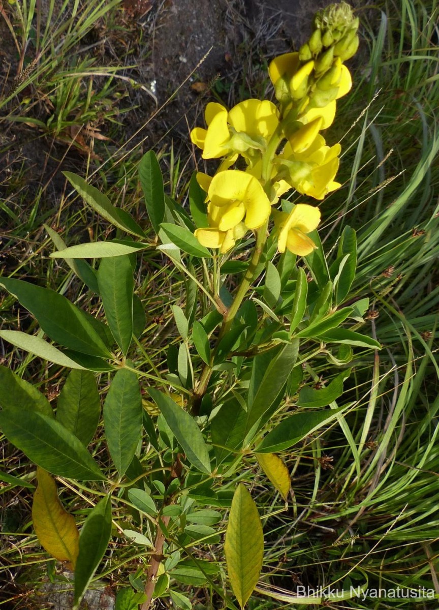 Crotalaria micans Link